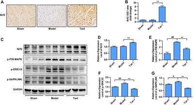 Tanshinone I Inhibits Oxidative Stress–Induced Cardiomyocyte Injury by Modulating Nrf2 Signaling